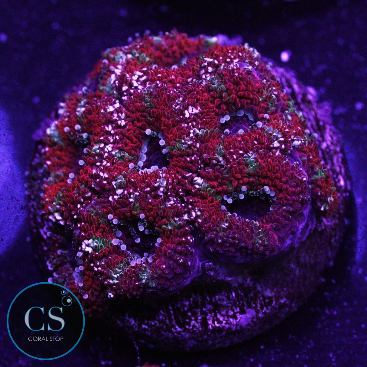 Peppermint Micromussa