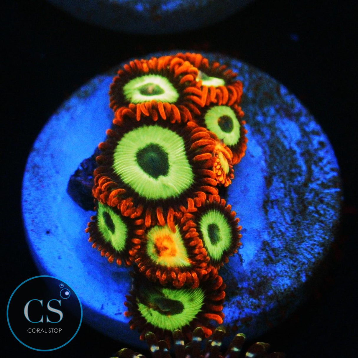 EMERALD ON FIRE ZOA