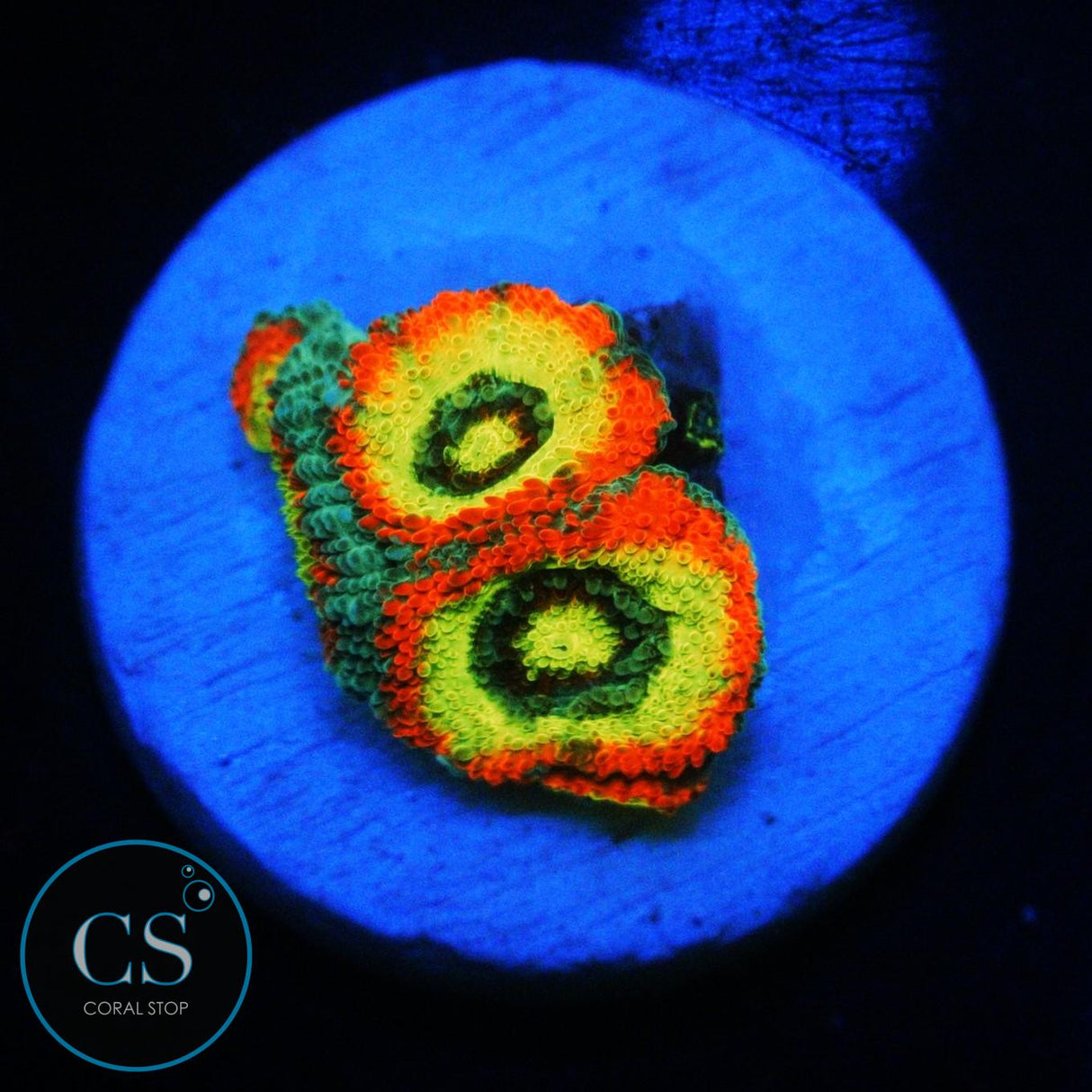 HOLY GRAIL MICROMUSSA
