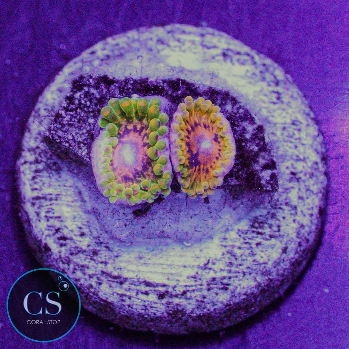 Grand Master Krak GMK Zoa