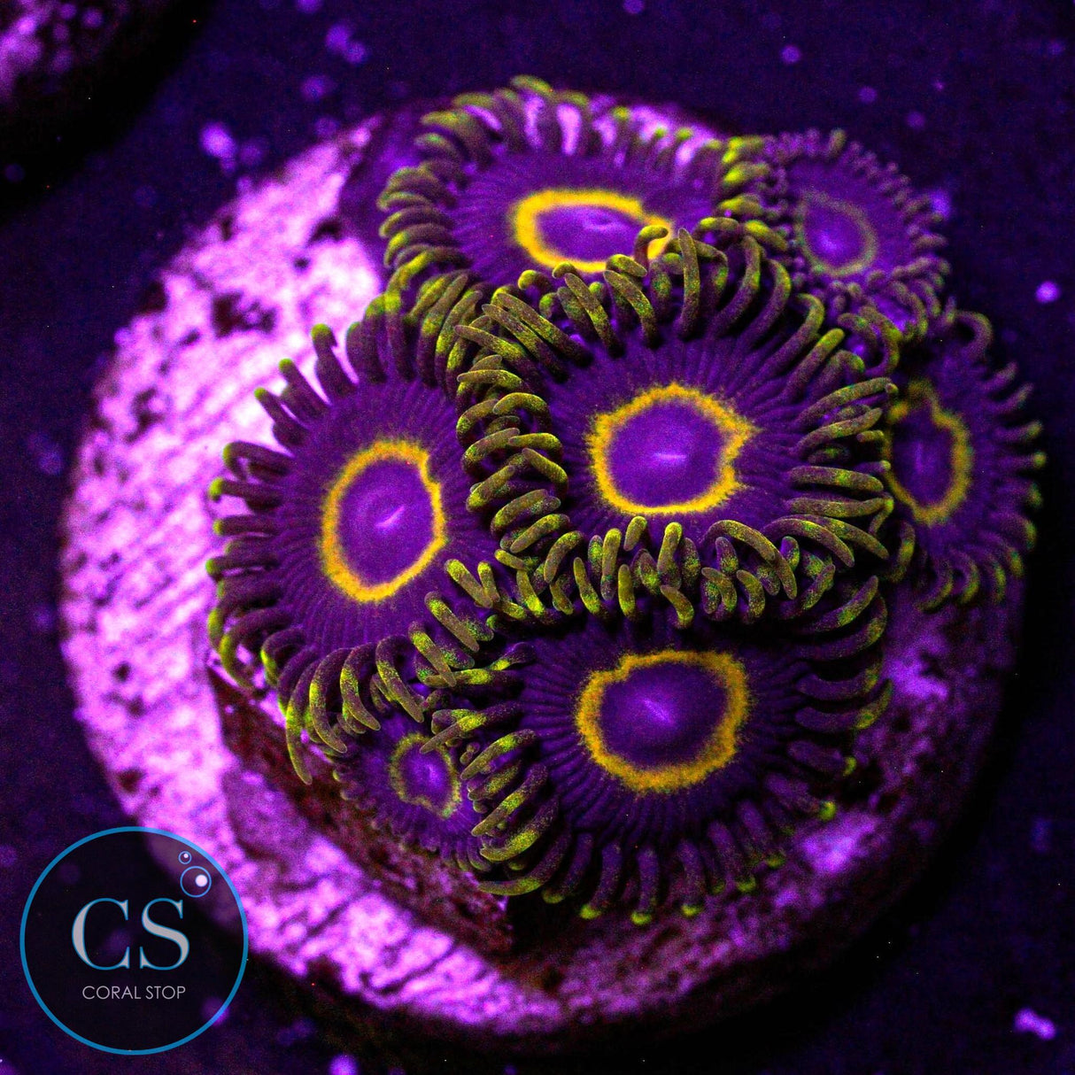 Purple Hornet Zoa