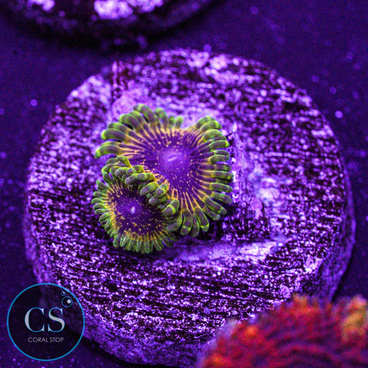 Golden Leopard Zoa