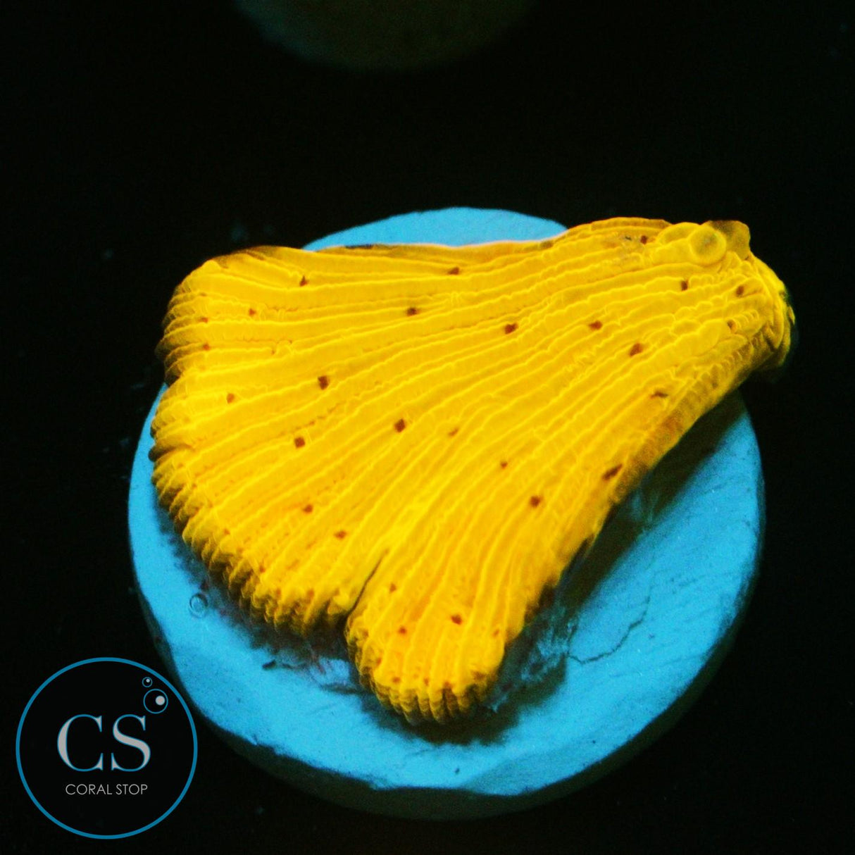 CITRUS DELIGHT DIASERIS PLATE