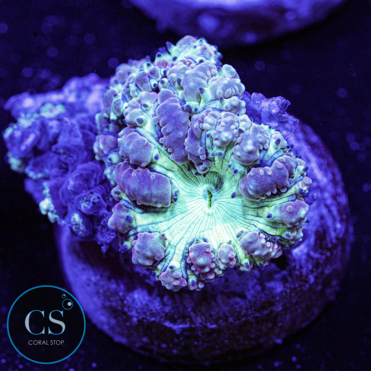 Purple Blastomussa