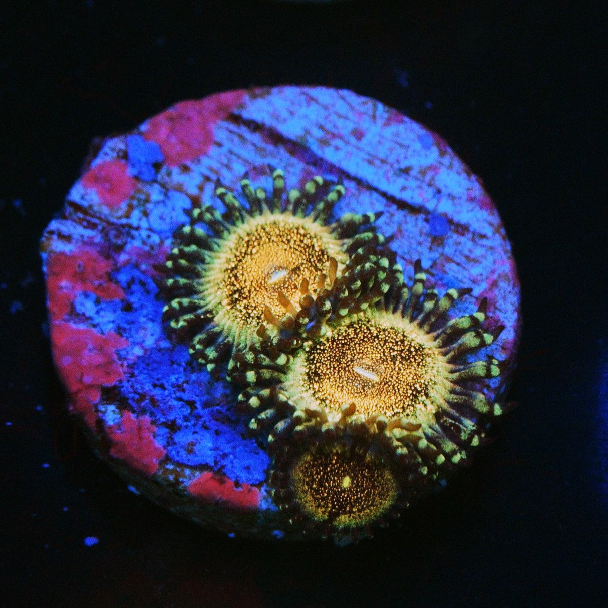 HR DEATHSTAR ZOA