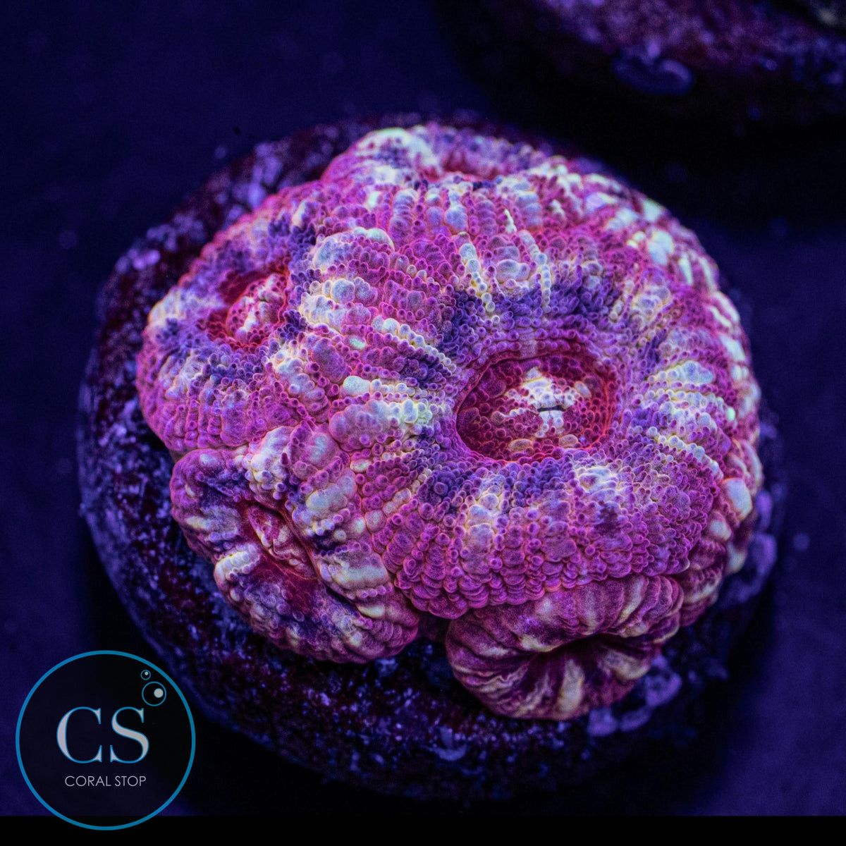 Elemental Fire Asian Acan