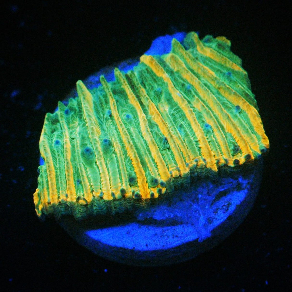 RAINBOW PLATE CORAL