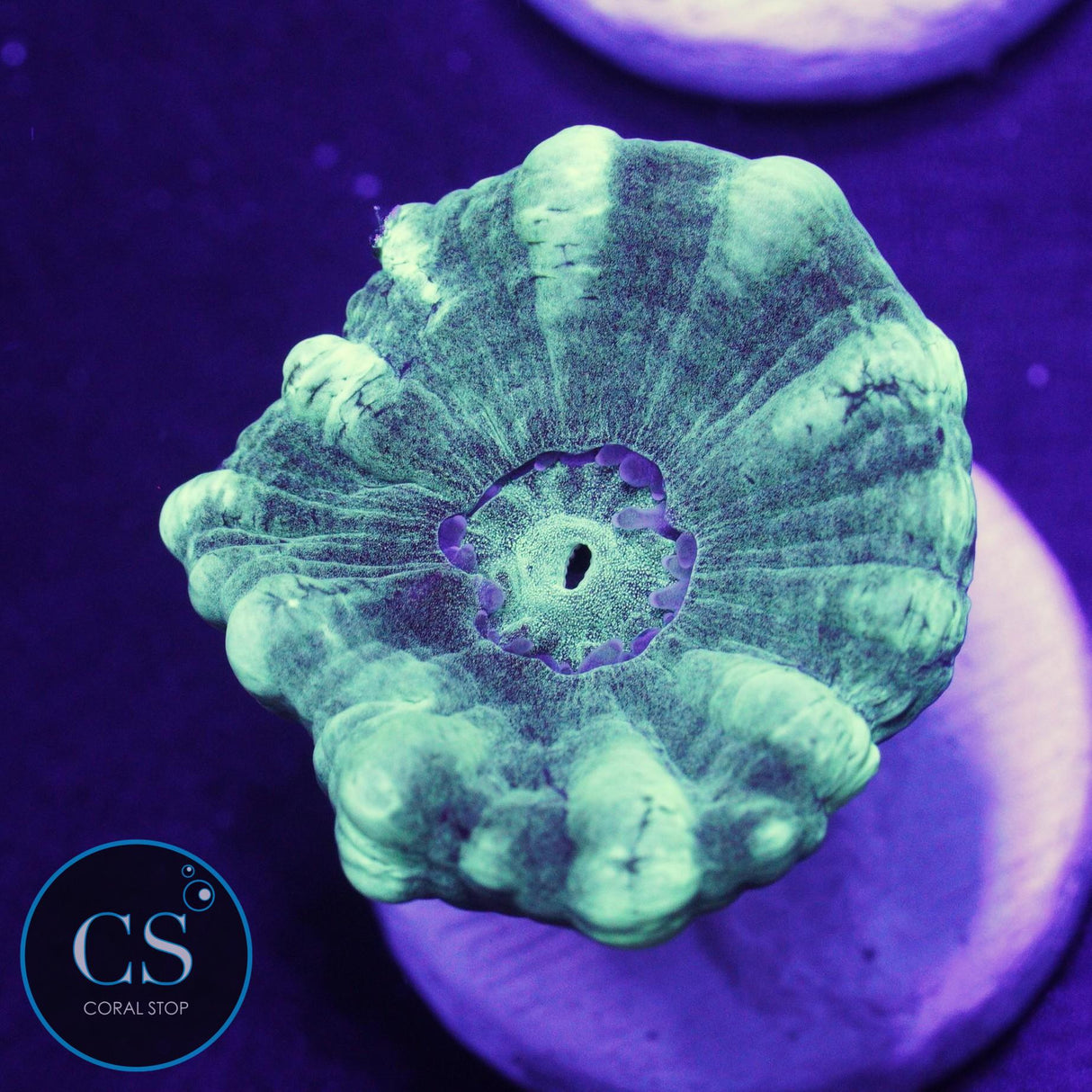 Minty Fresh Candy Cane