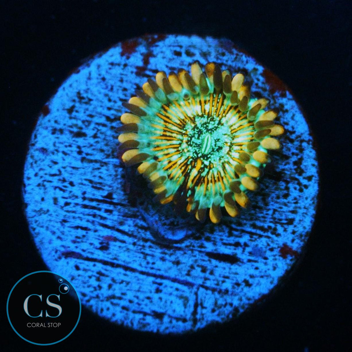 CB WHITE ZOMBIES ZOA
