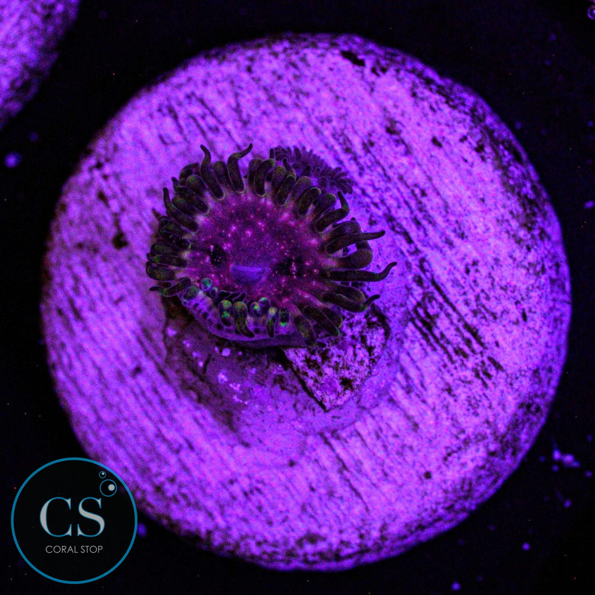 Strawberry Wine Zoa