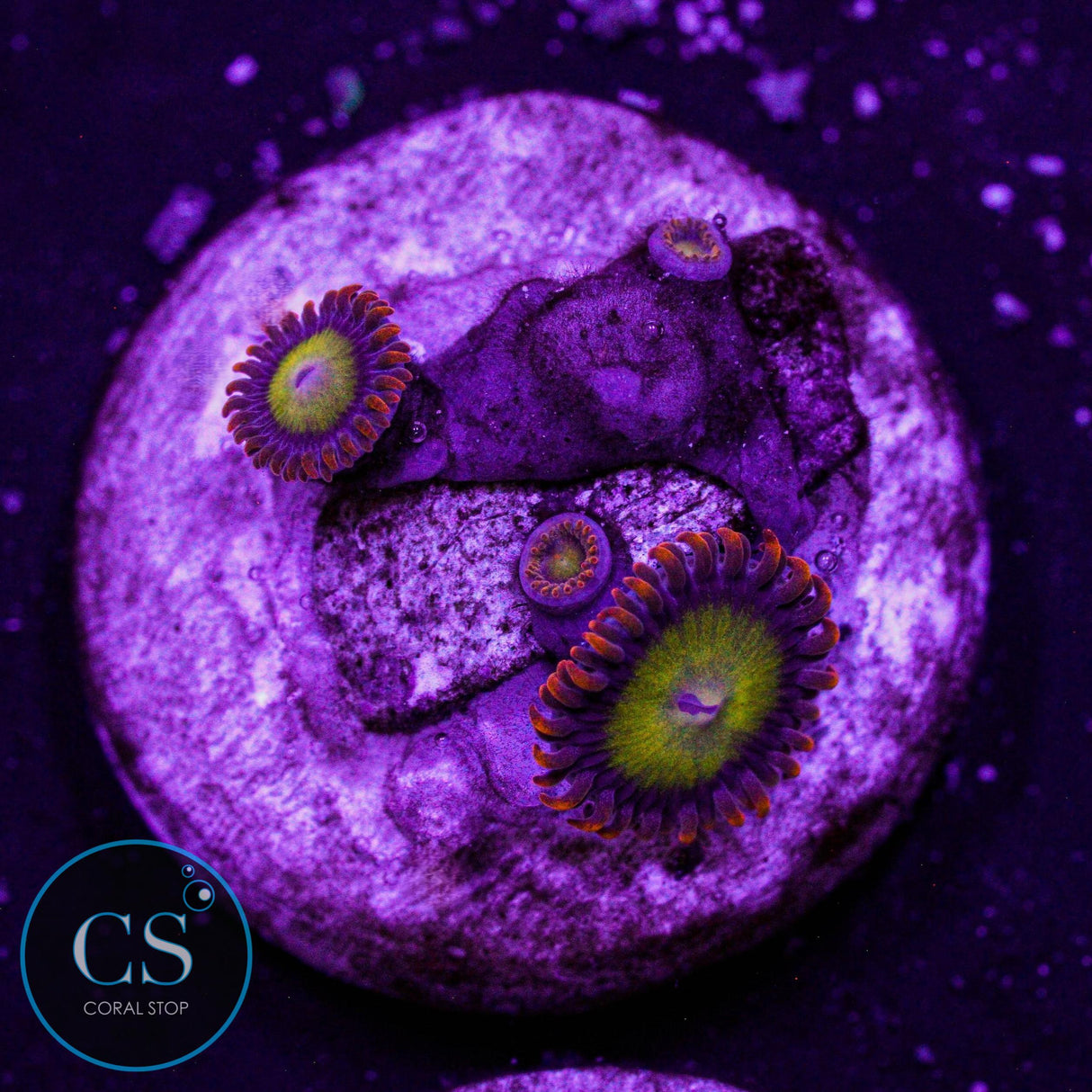 Orange Mandarin Zoa