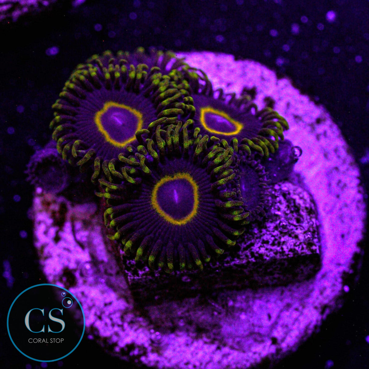 Purple Hornet Zoa