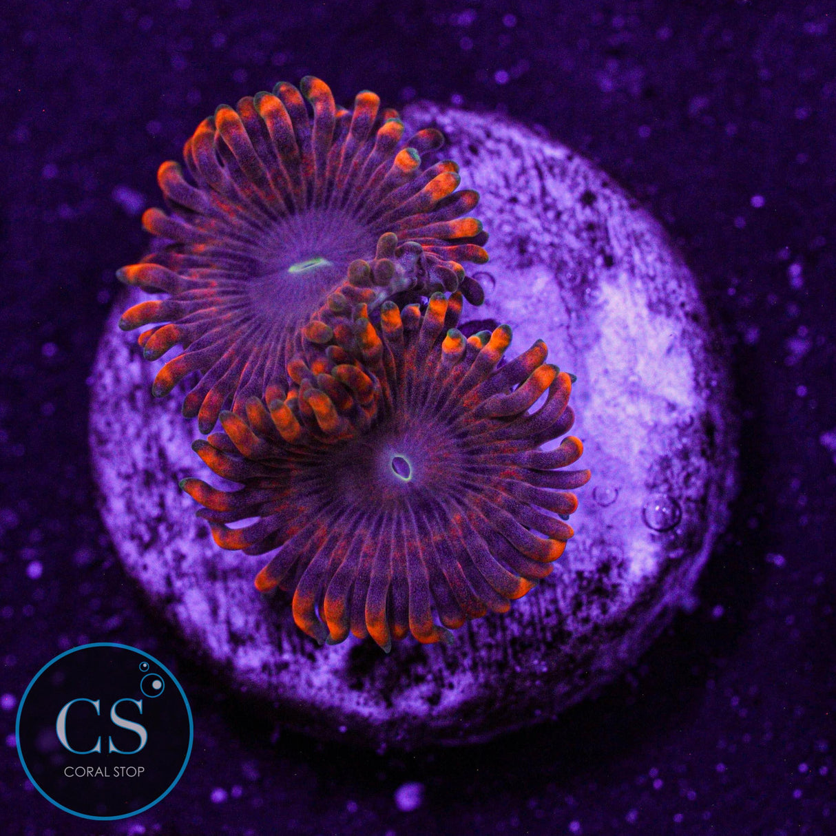 Fairy Fart Zoa