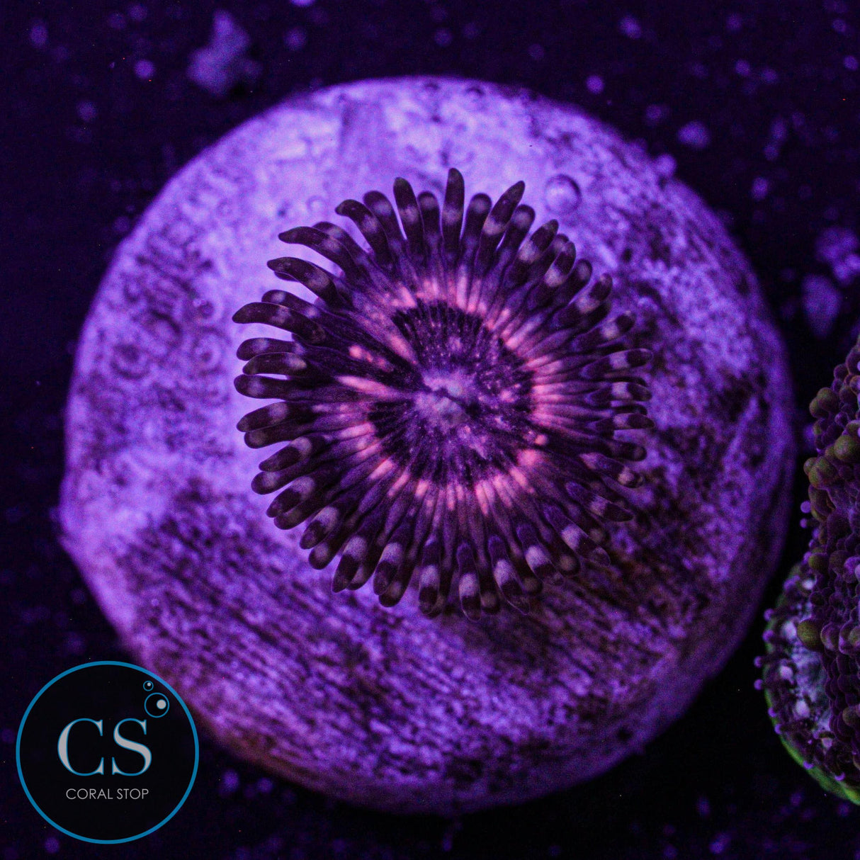 Pink Zipper Zoa