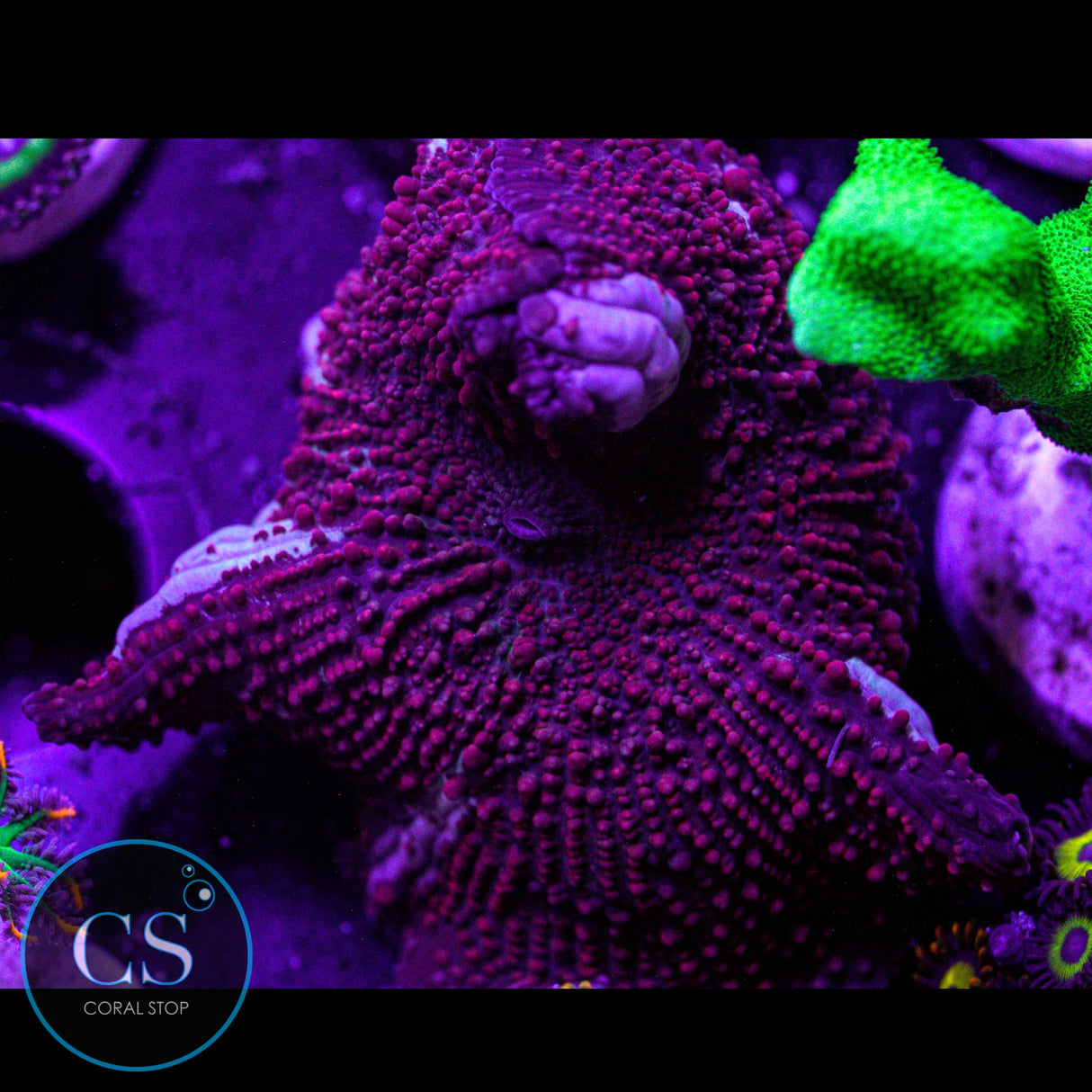 Red Devil Mushroom