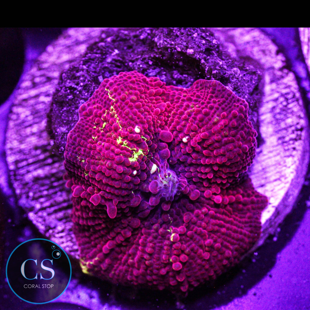 Eclectus Jawbreaker Mushroom