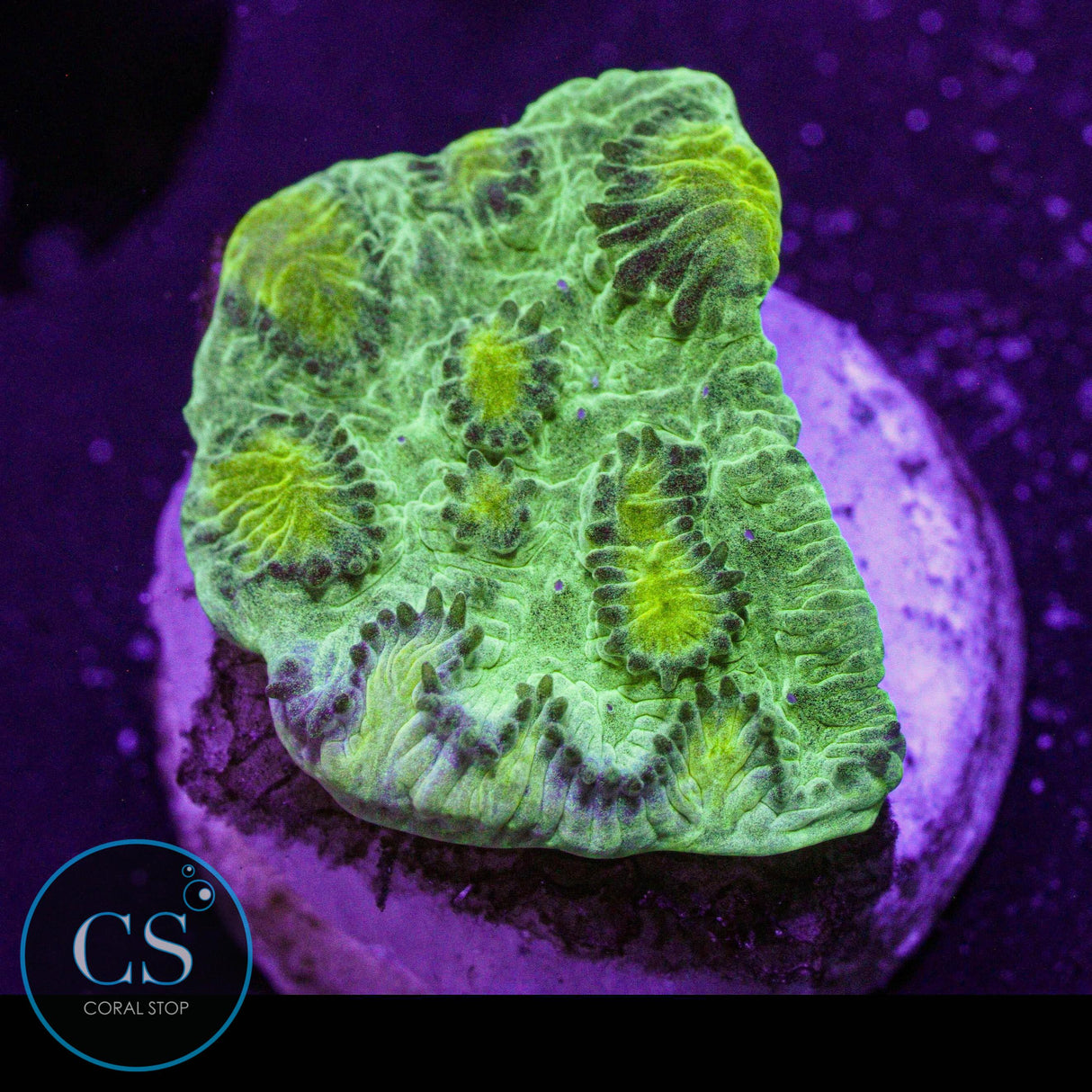 JF Limelight Hydnophora
