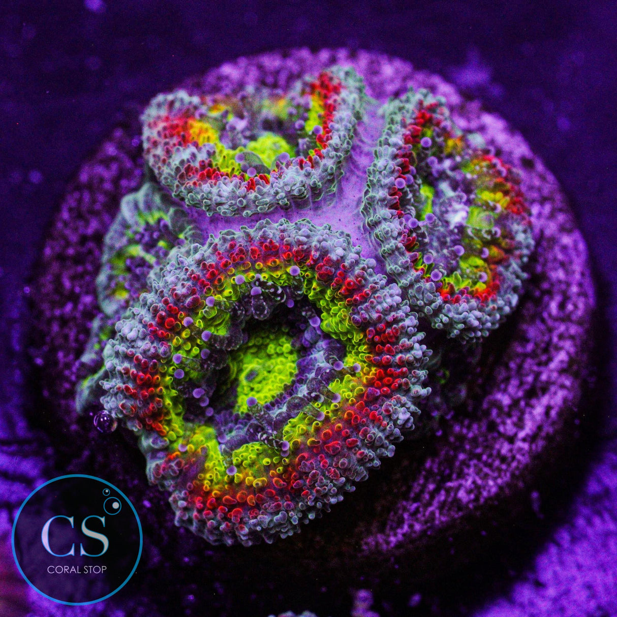 F2M Holy Grail Micromussa