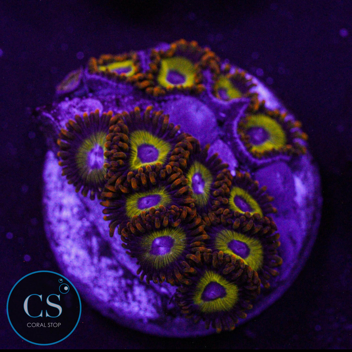 Fruit Loop Zoa