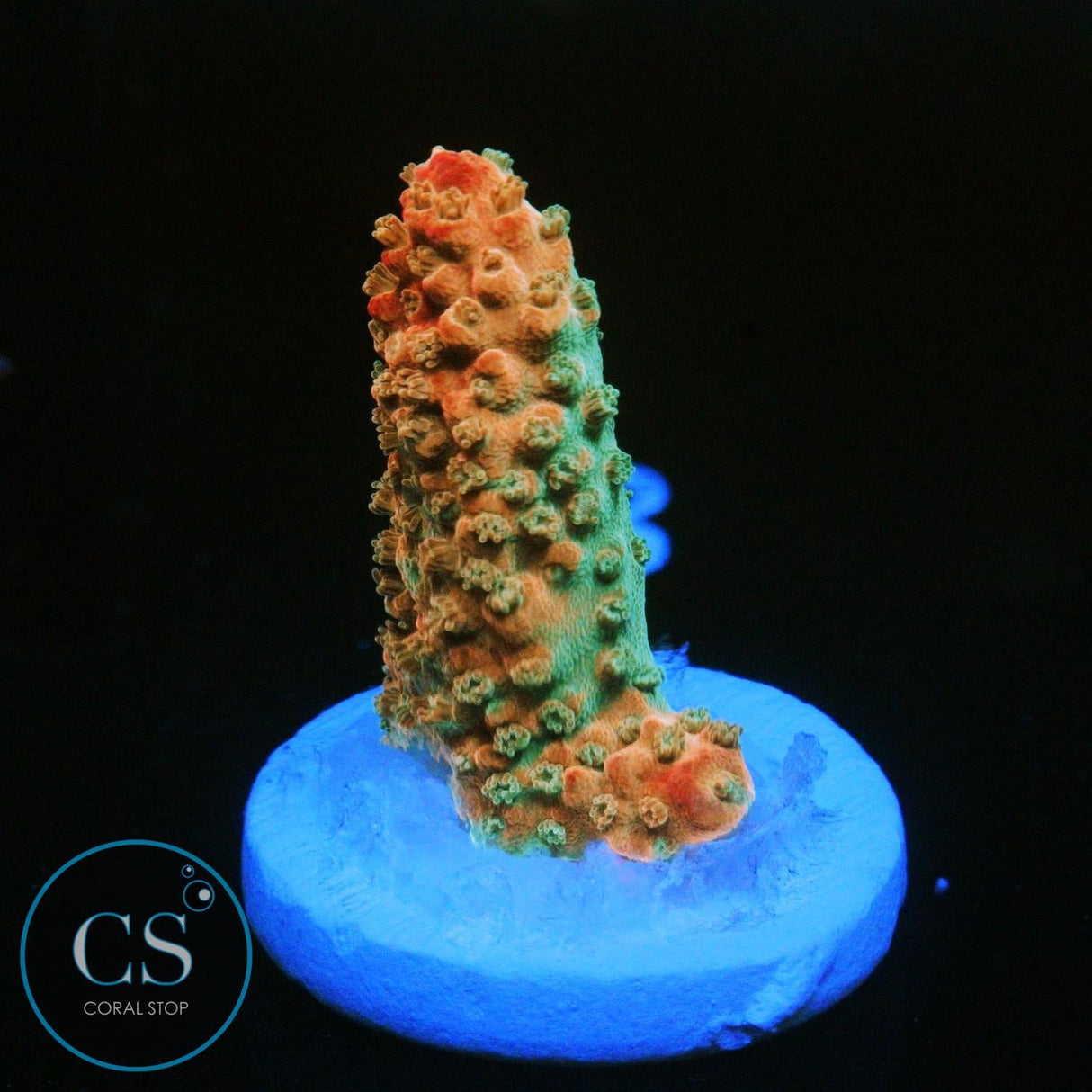 CB PURPLE TIP ACRO