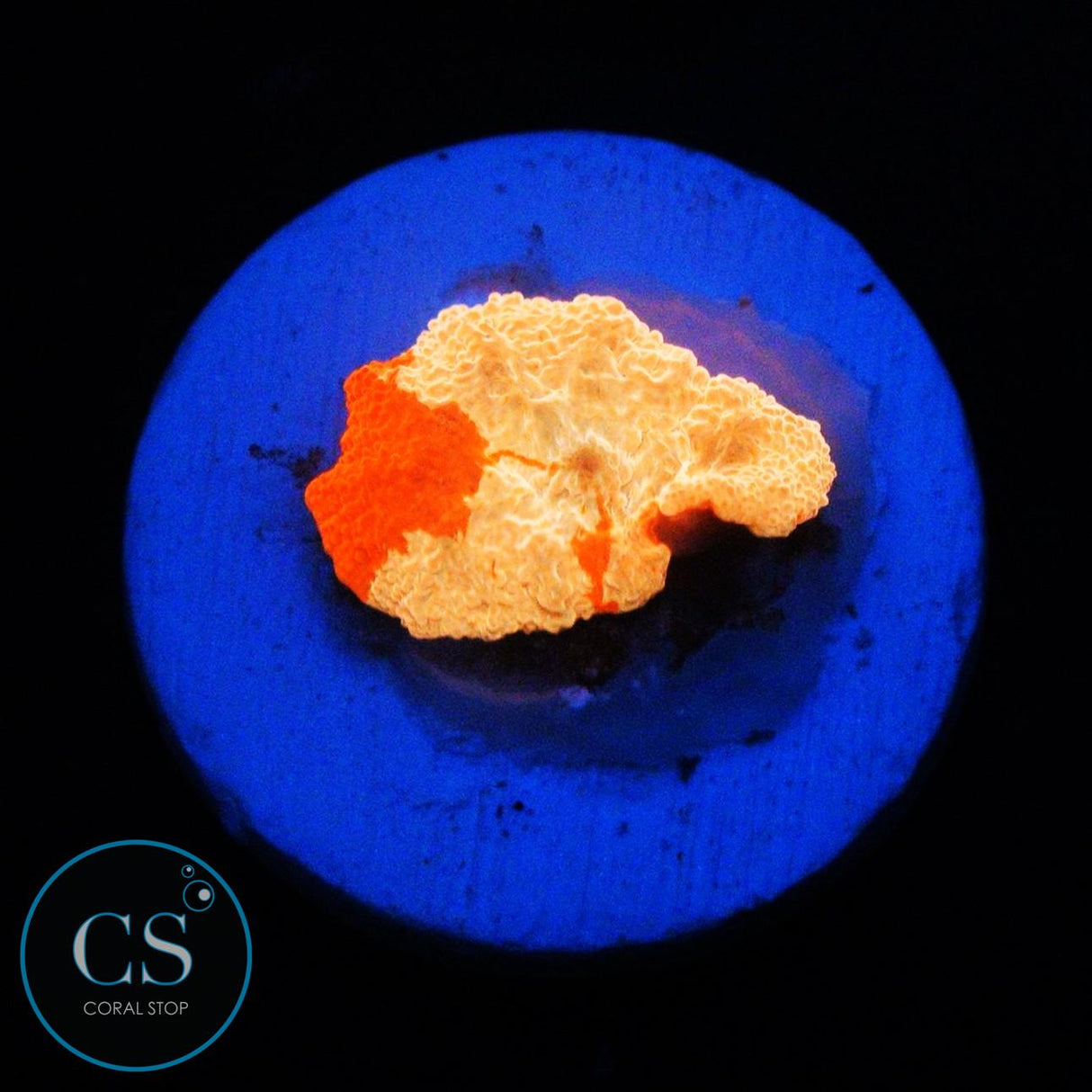 POLETTI JAWBREAKER MUSHROOM