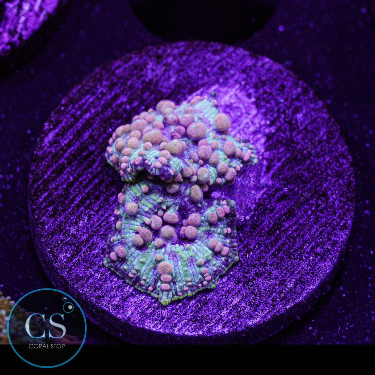 Neptune Bounce Mushroom