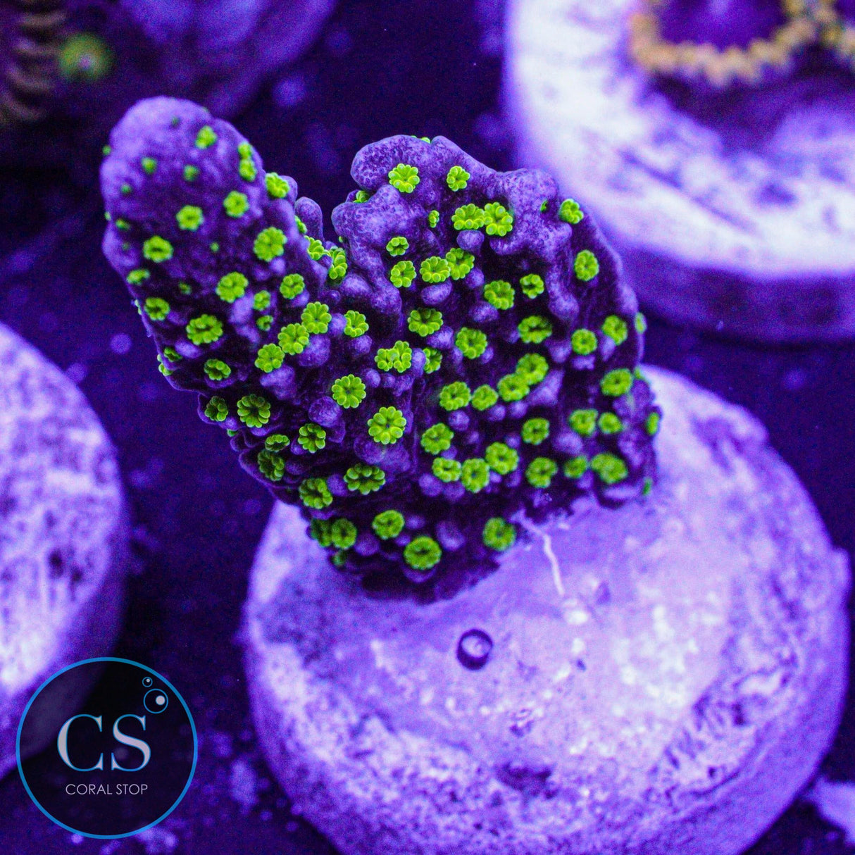 JF Tubs Stellata