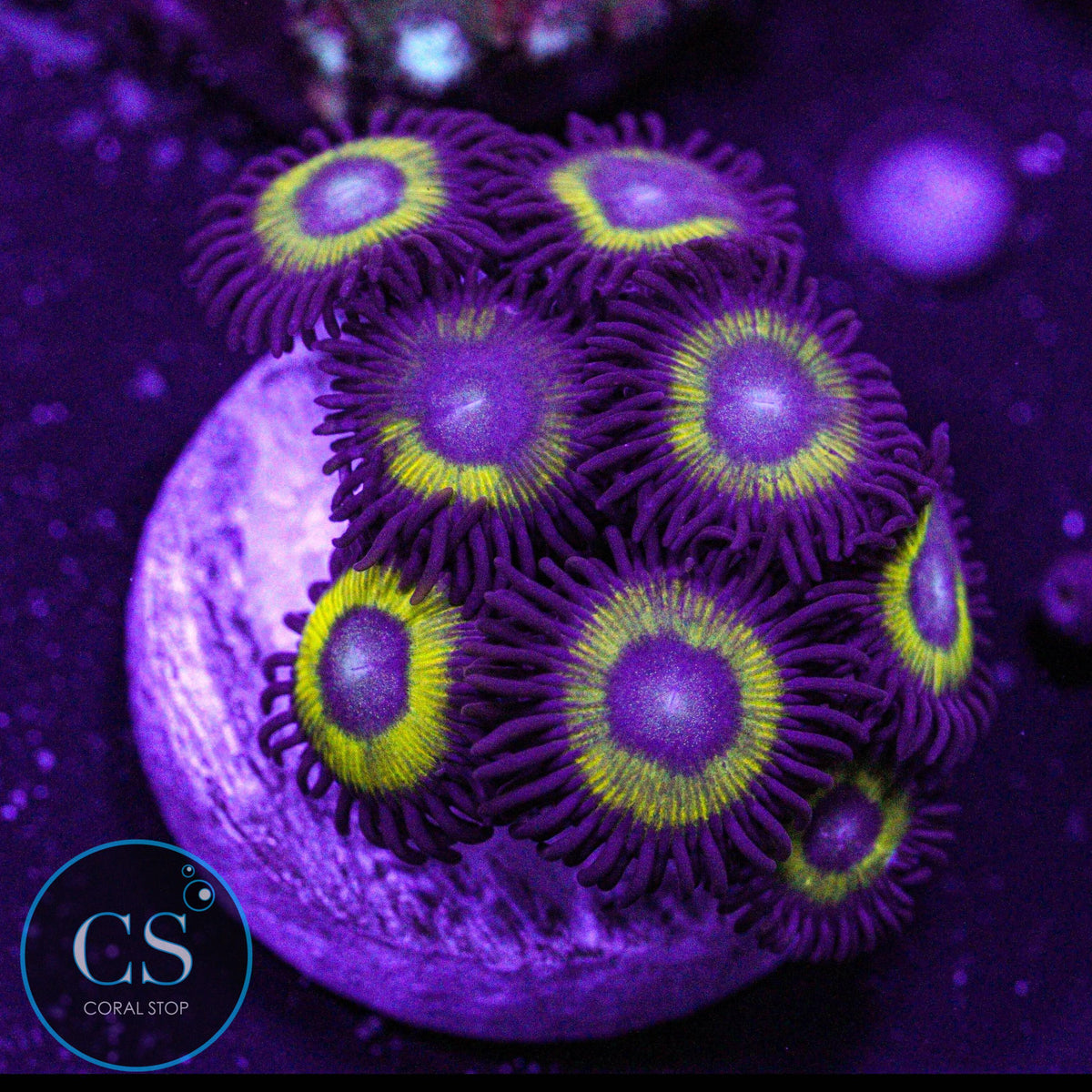 Belladonna Zoa