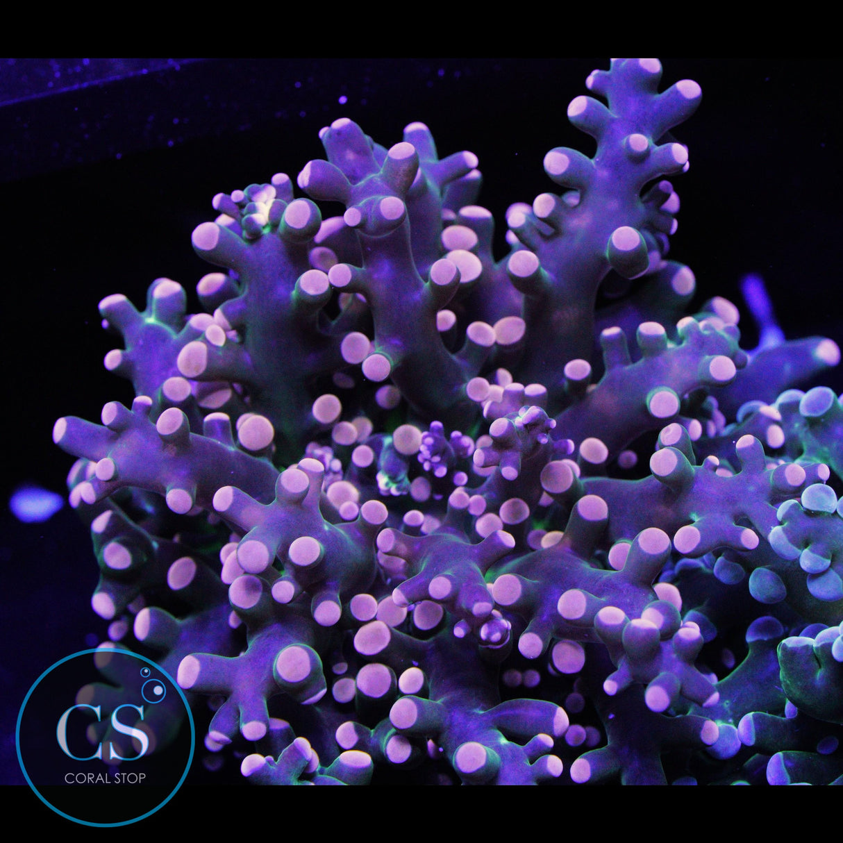 MIAMI HURRICANE FROGSPAWN