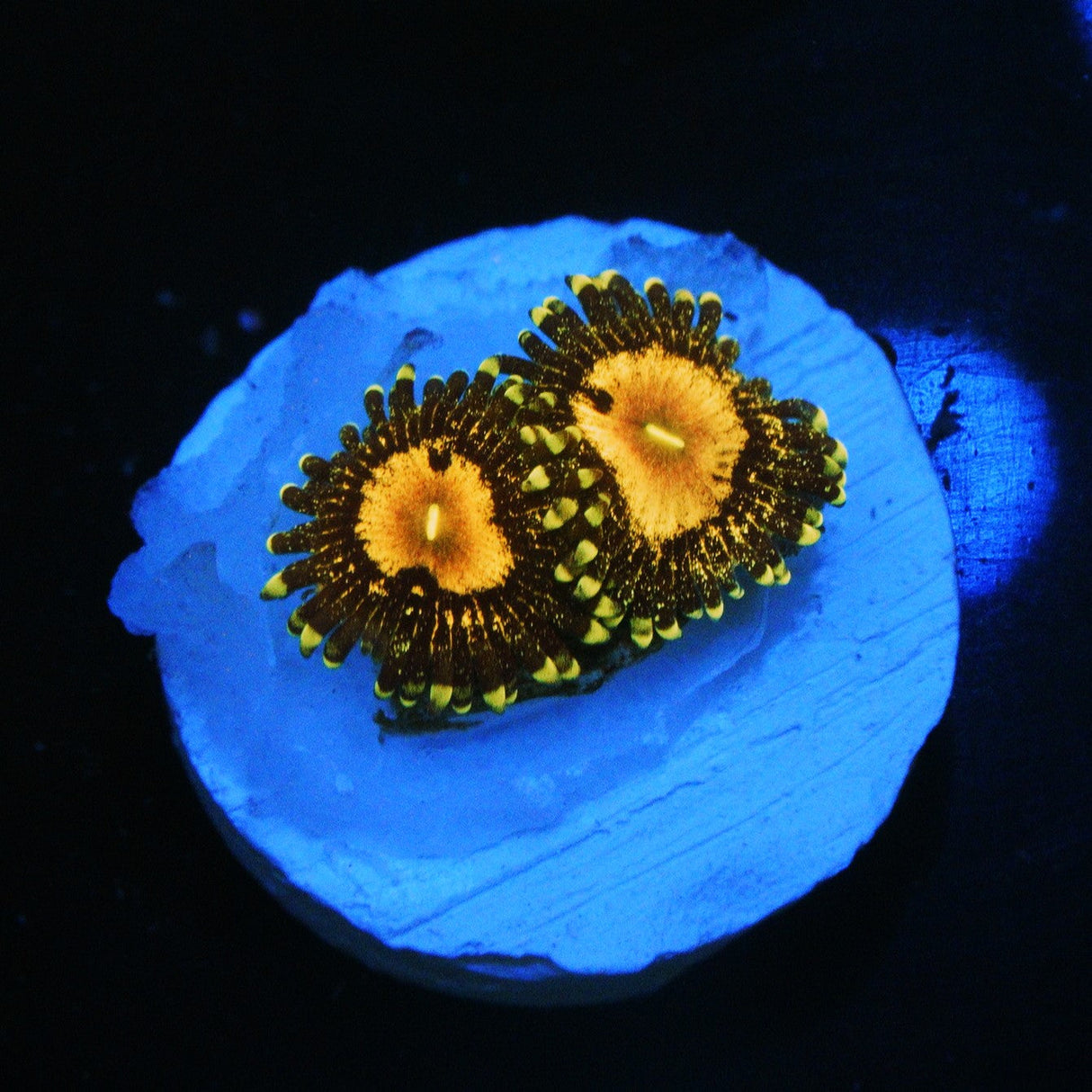 QUEEN KRAKATOA ZOA