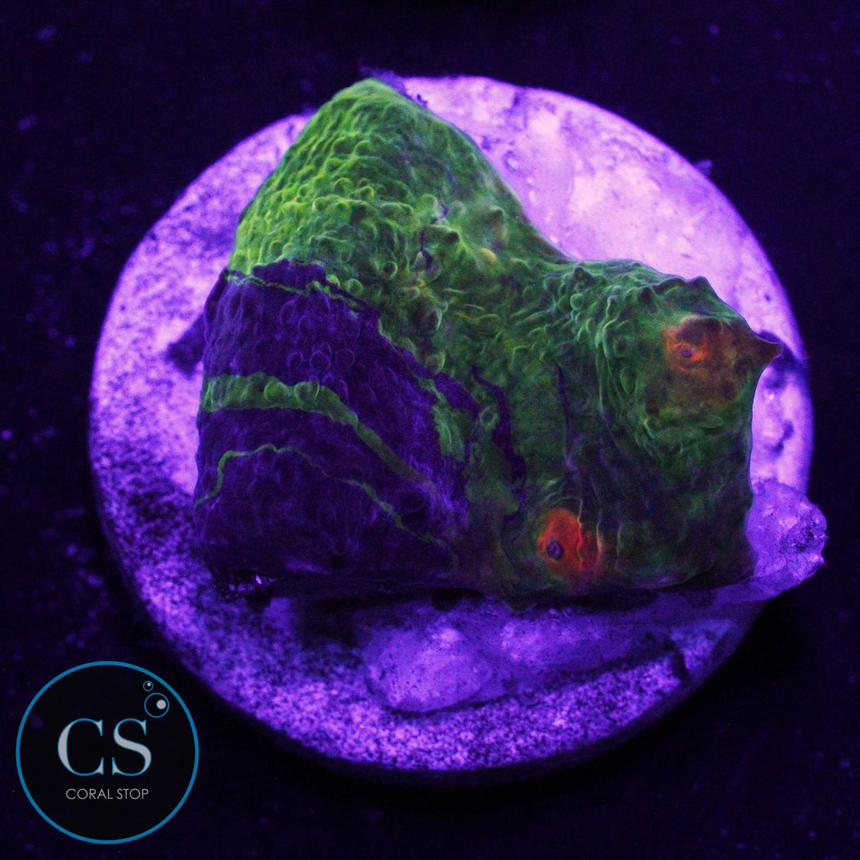 CRAYOLA MELTDOWN CHALICE