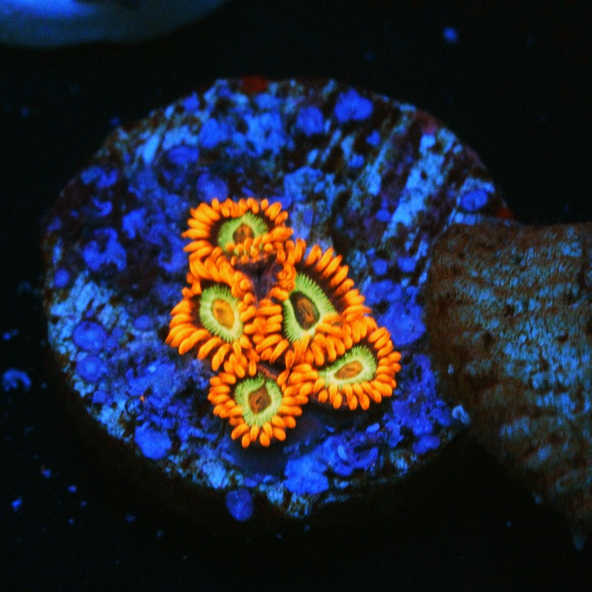 JF VEGAS STRIP ZOA