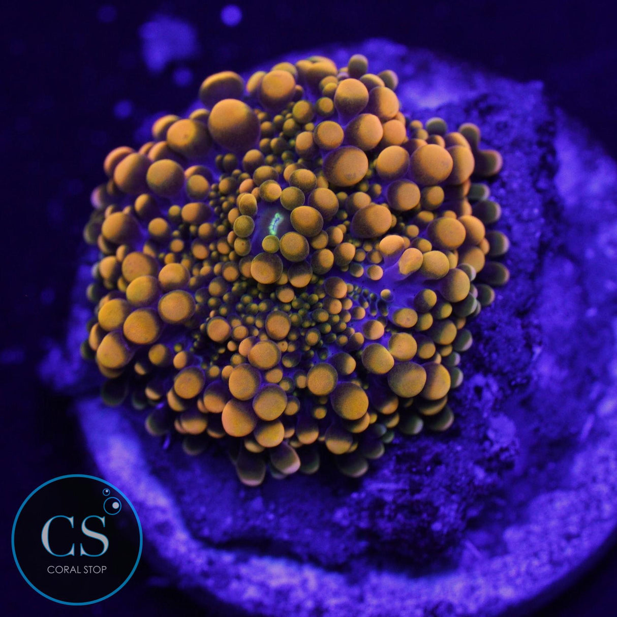 KING KONG YUMA MUSHROOM