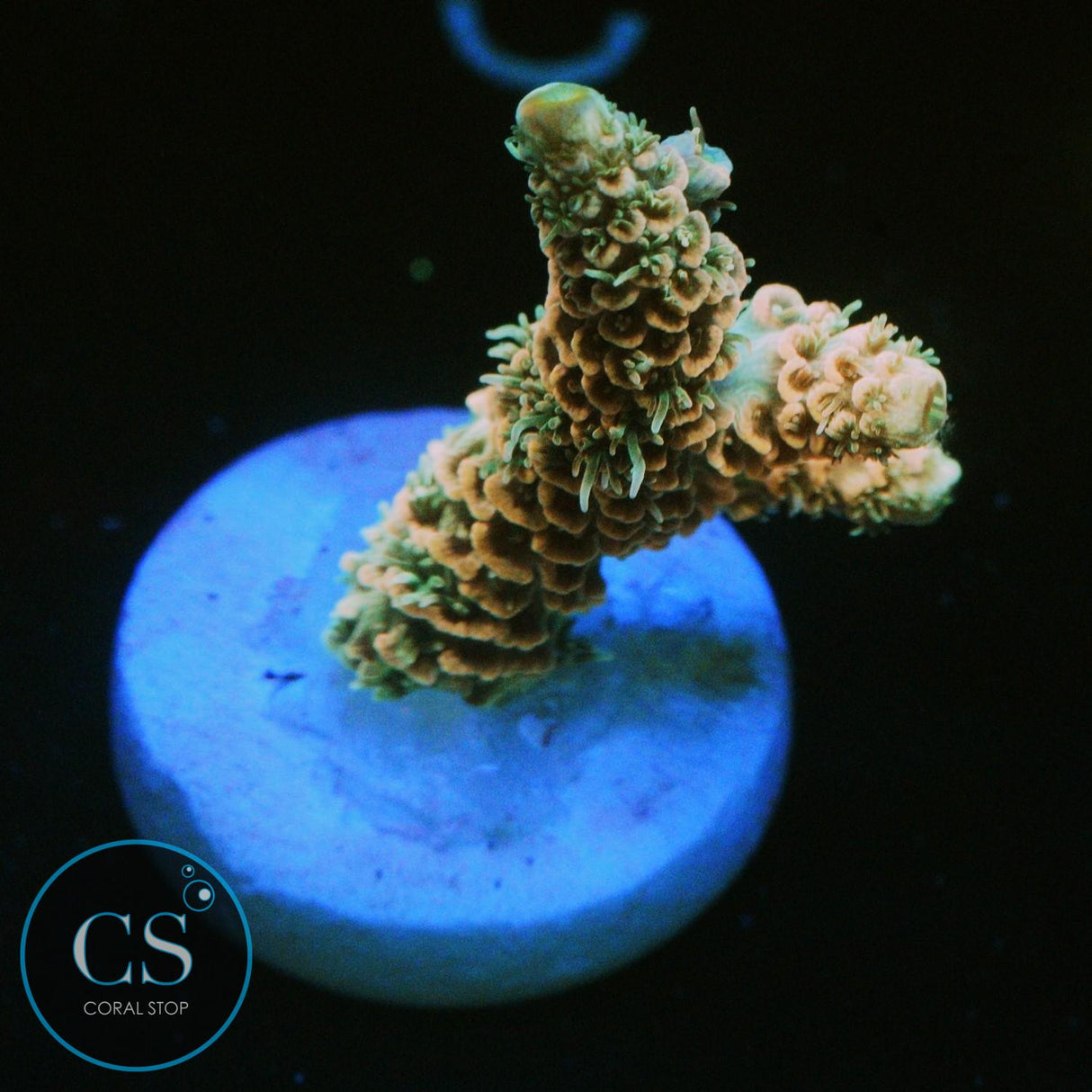 CS TROPICAL RAY MILLI