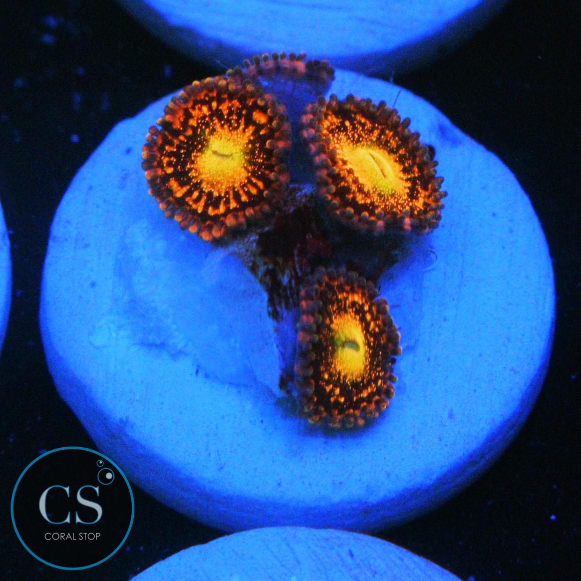 ALIEN ANTIVENOM ZOA