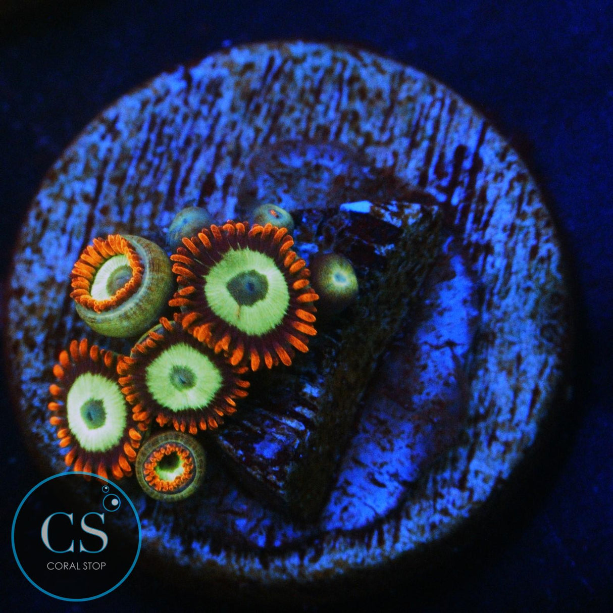 EMERALD ON FIRE ZOA