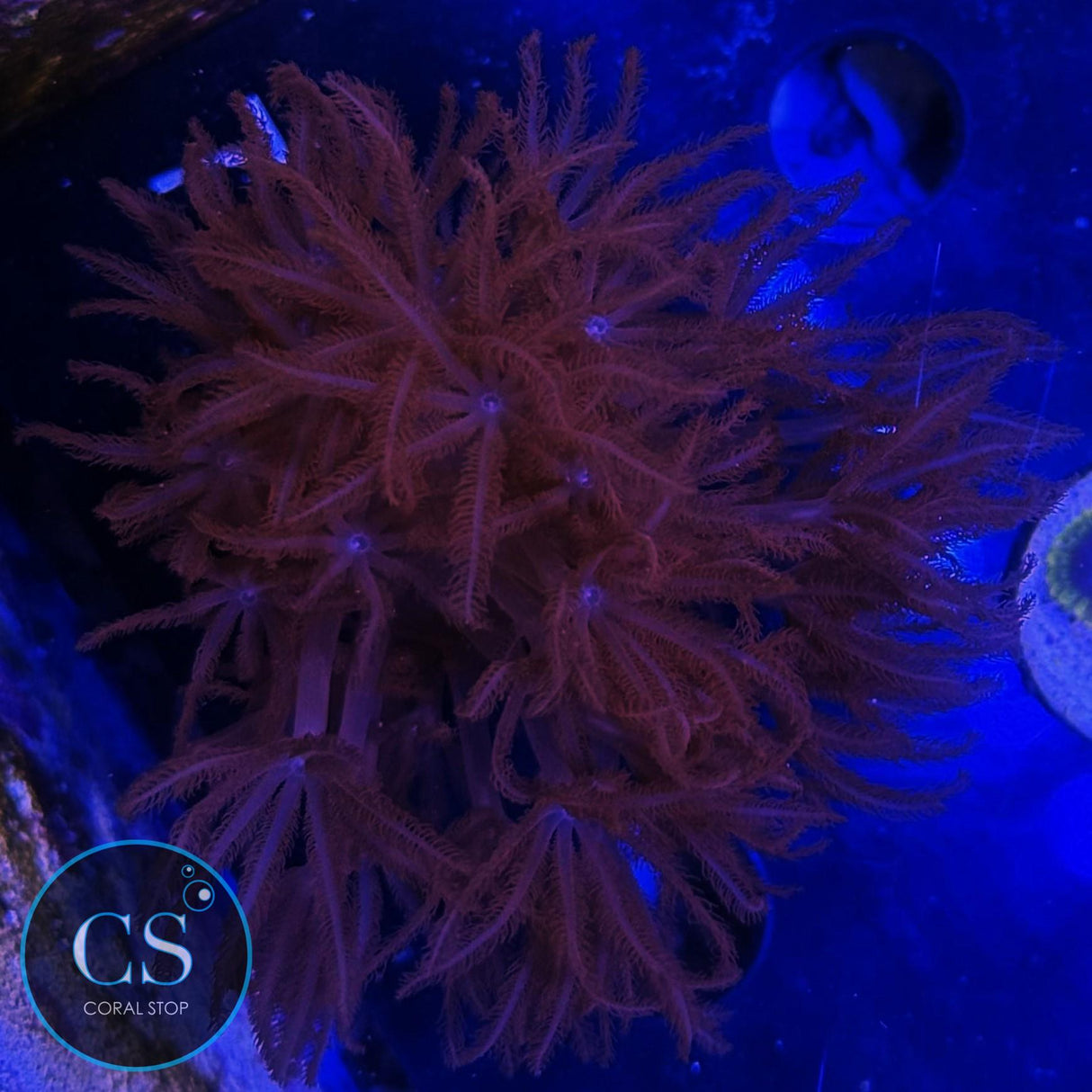 RARE RUBY RED PULSING XENIA