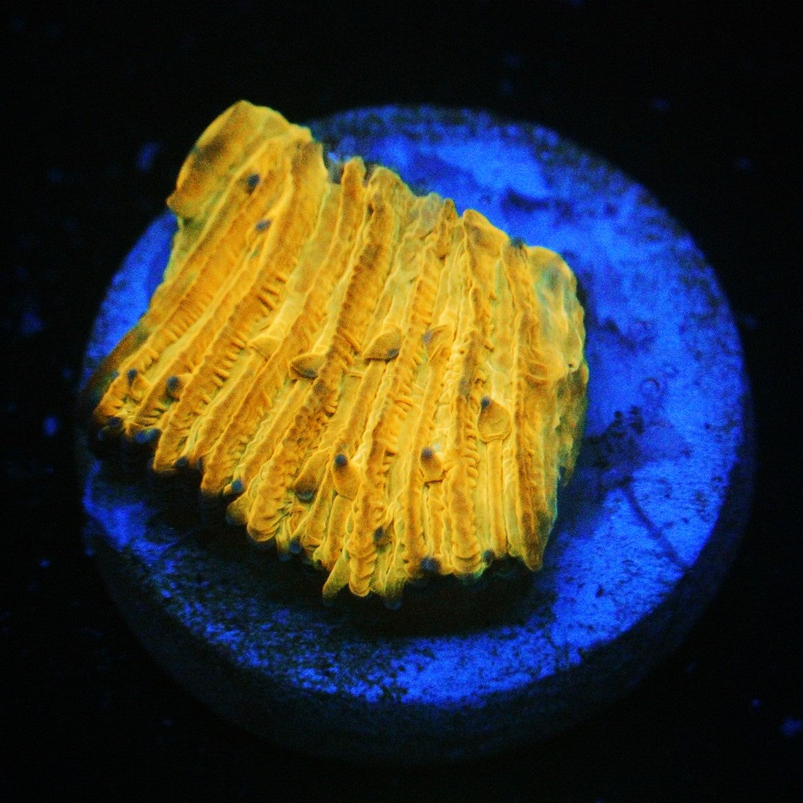 GOLDEN PLATE CORAL