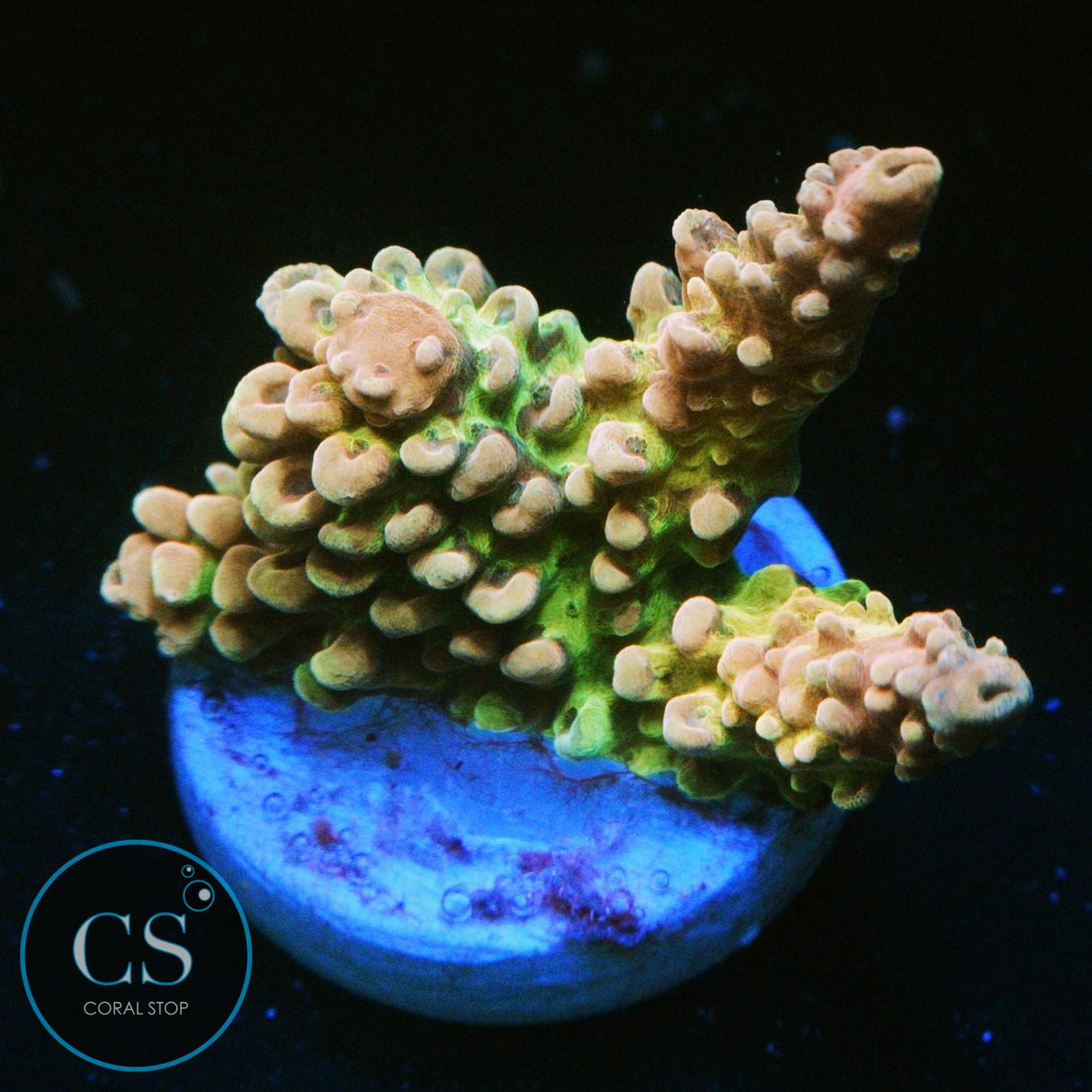 CS BIG KAHUNA ACRO