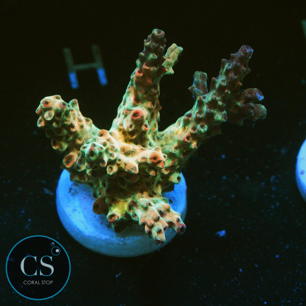 CS BIG KAHUNA ACRO