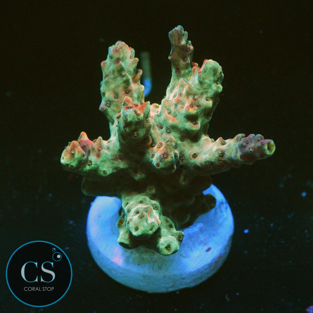 CS BIG KAHUNA ACRO