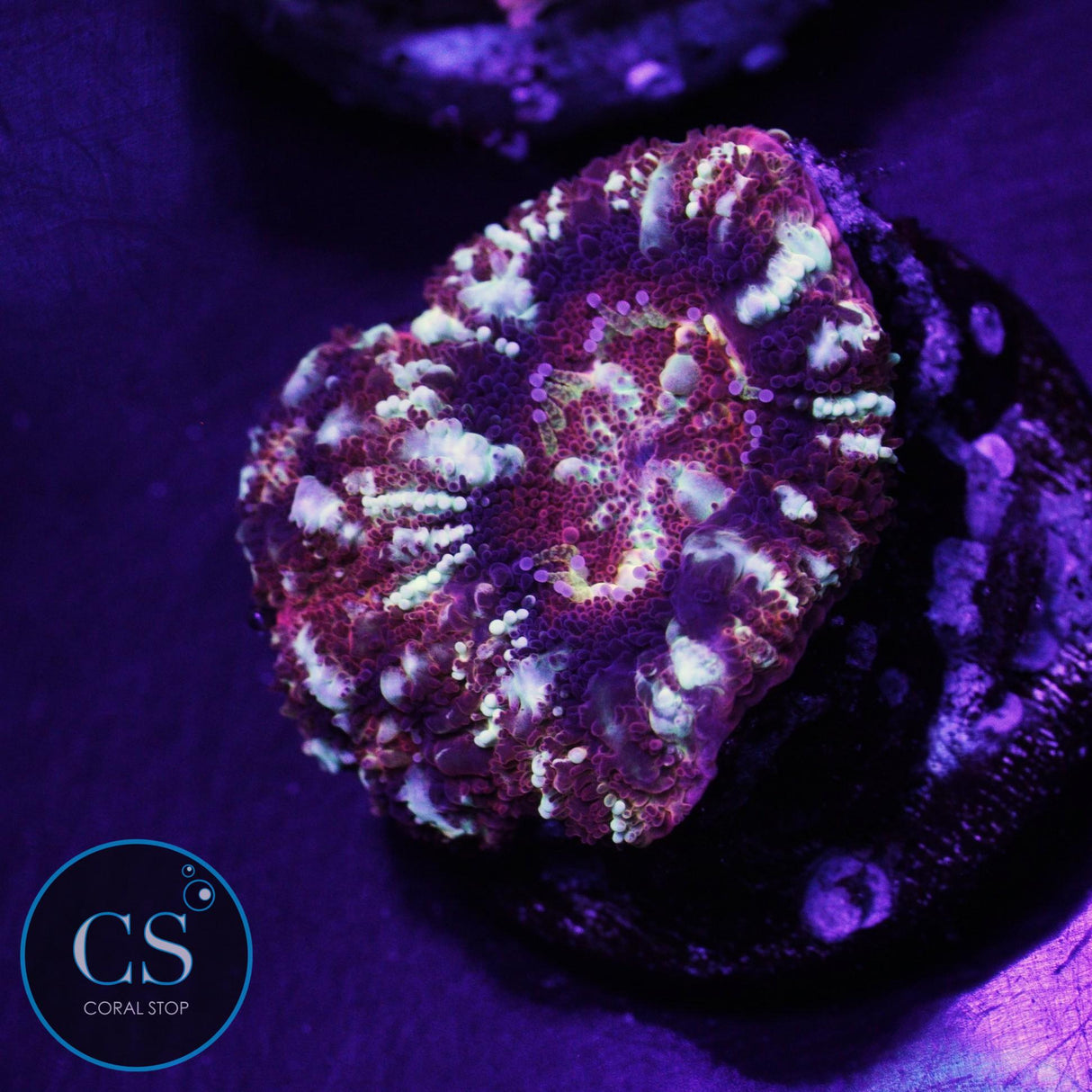 Crime Scene Asian Acan