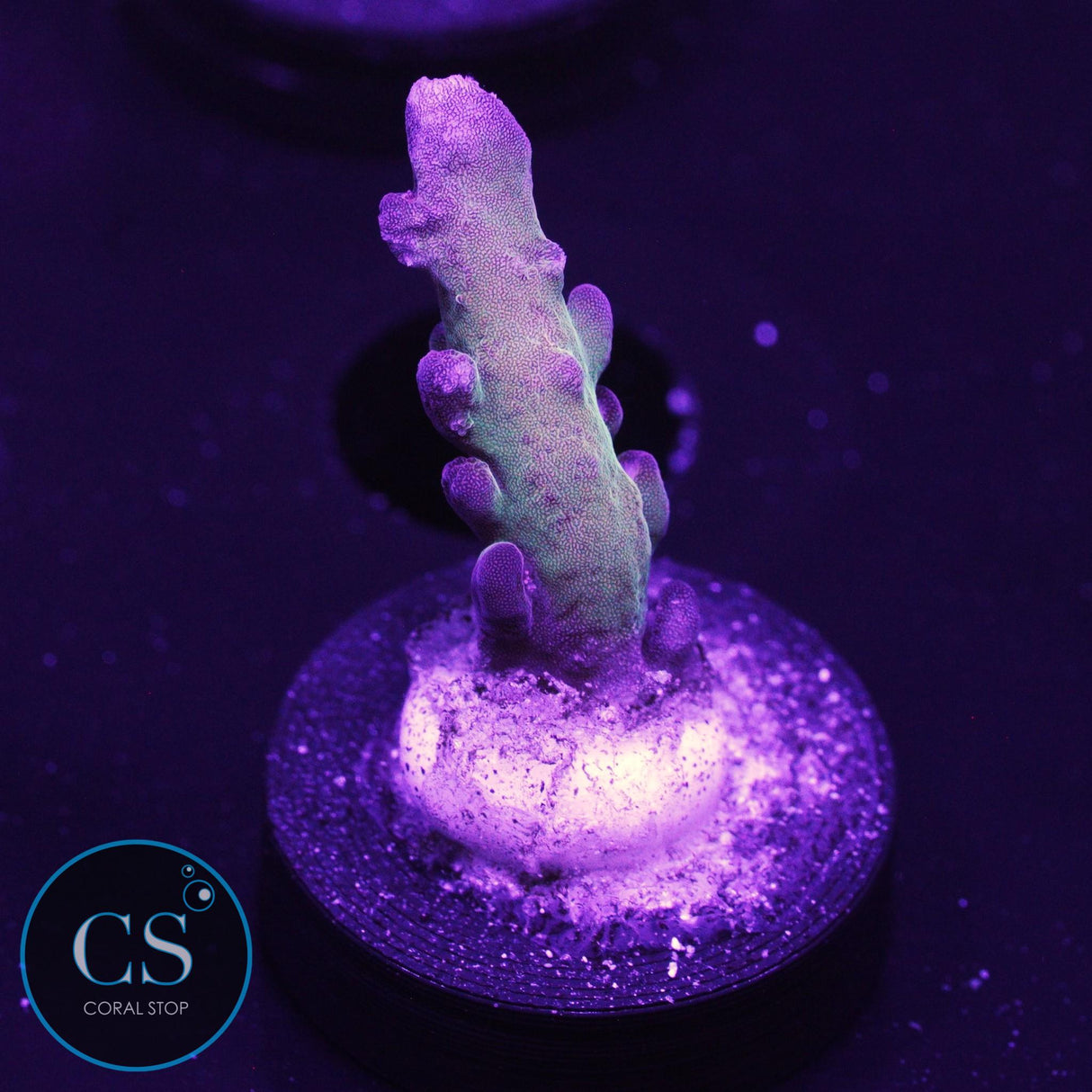 Tusi's Rainbow Granulosa Acro