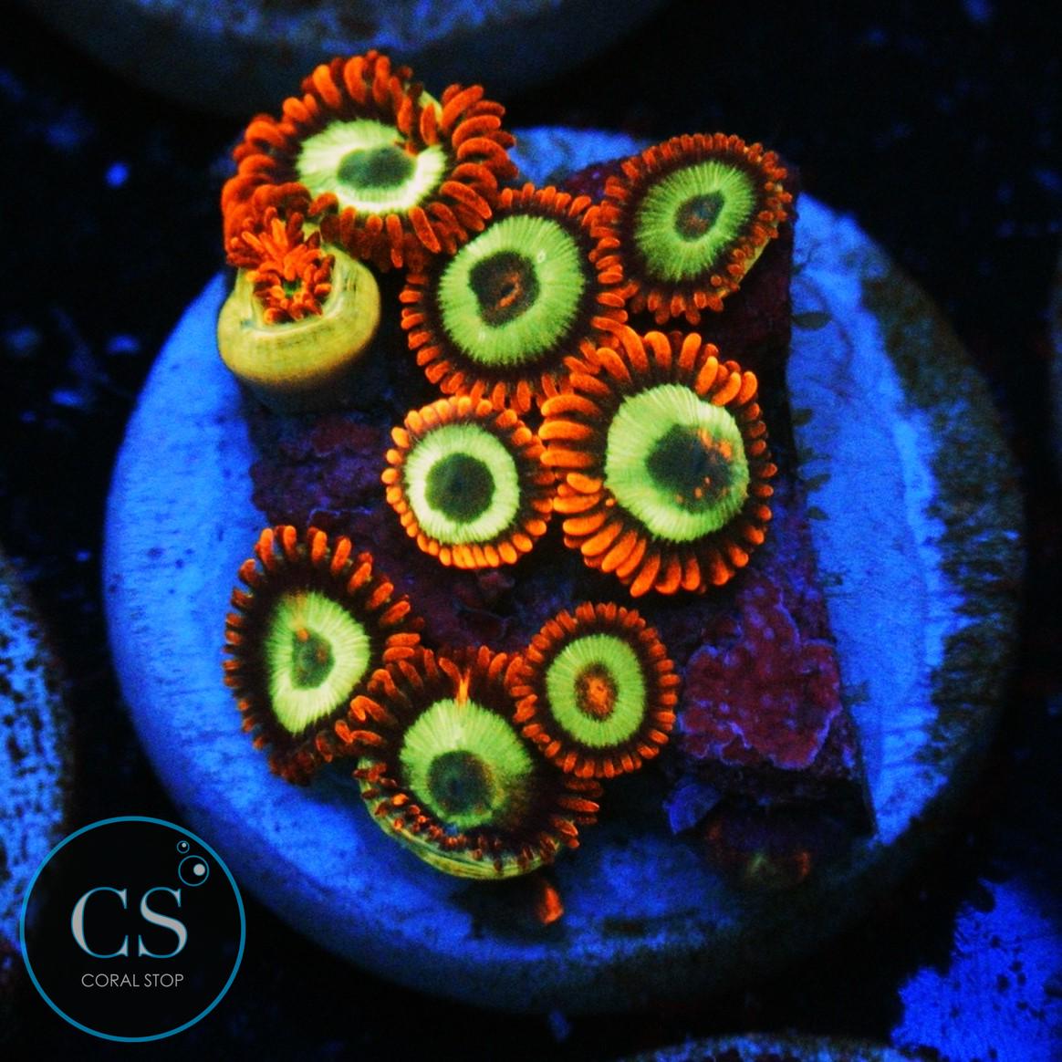 EMERALD ON FIRE ZOA