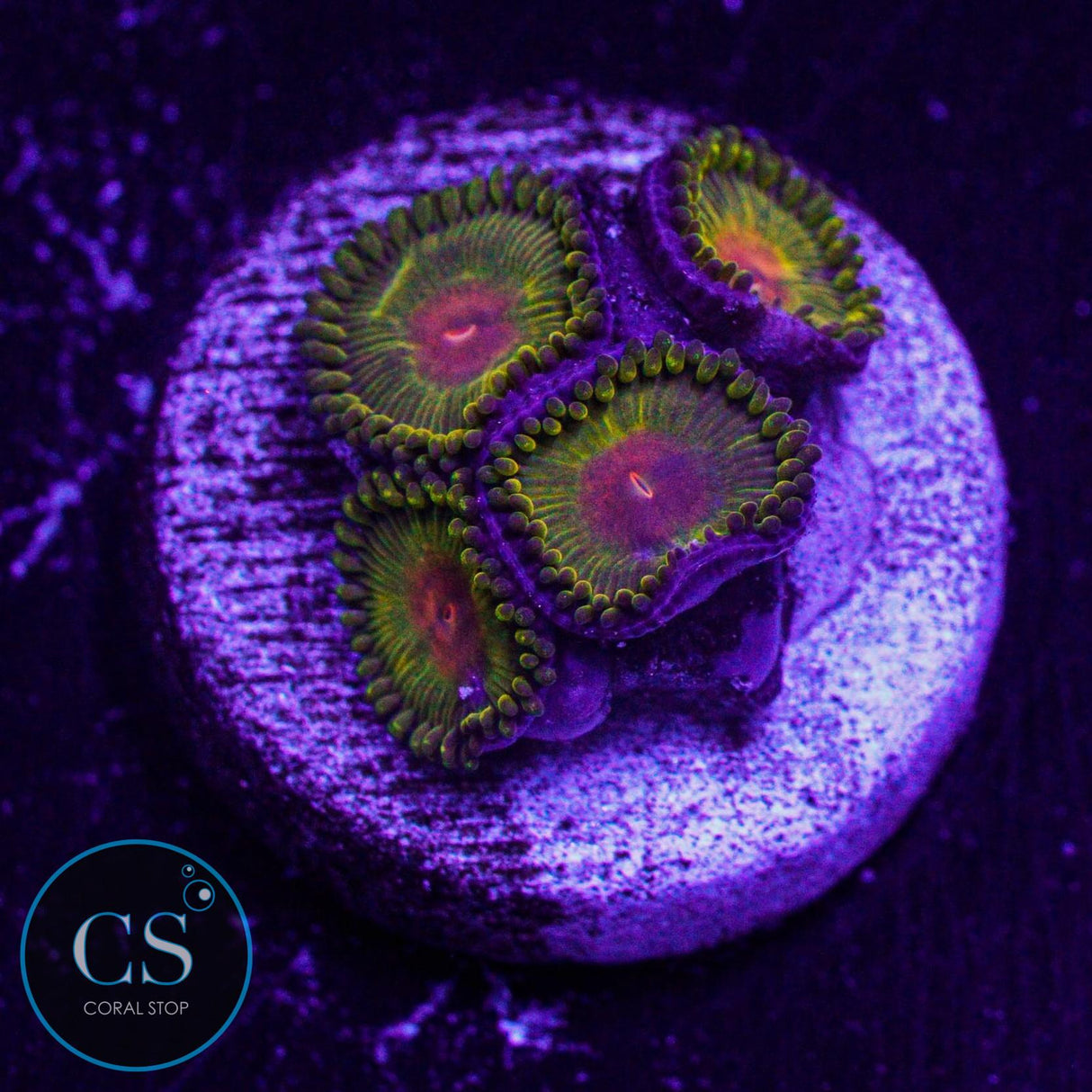 WWC Golden Gods Zoa