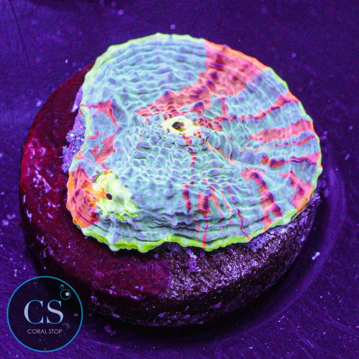 Rainbow Jellybean Chalice