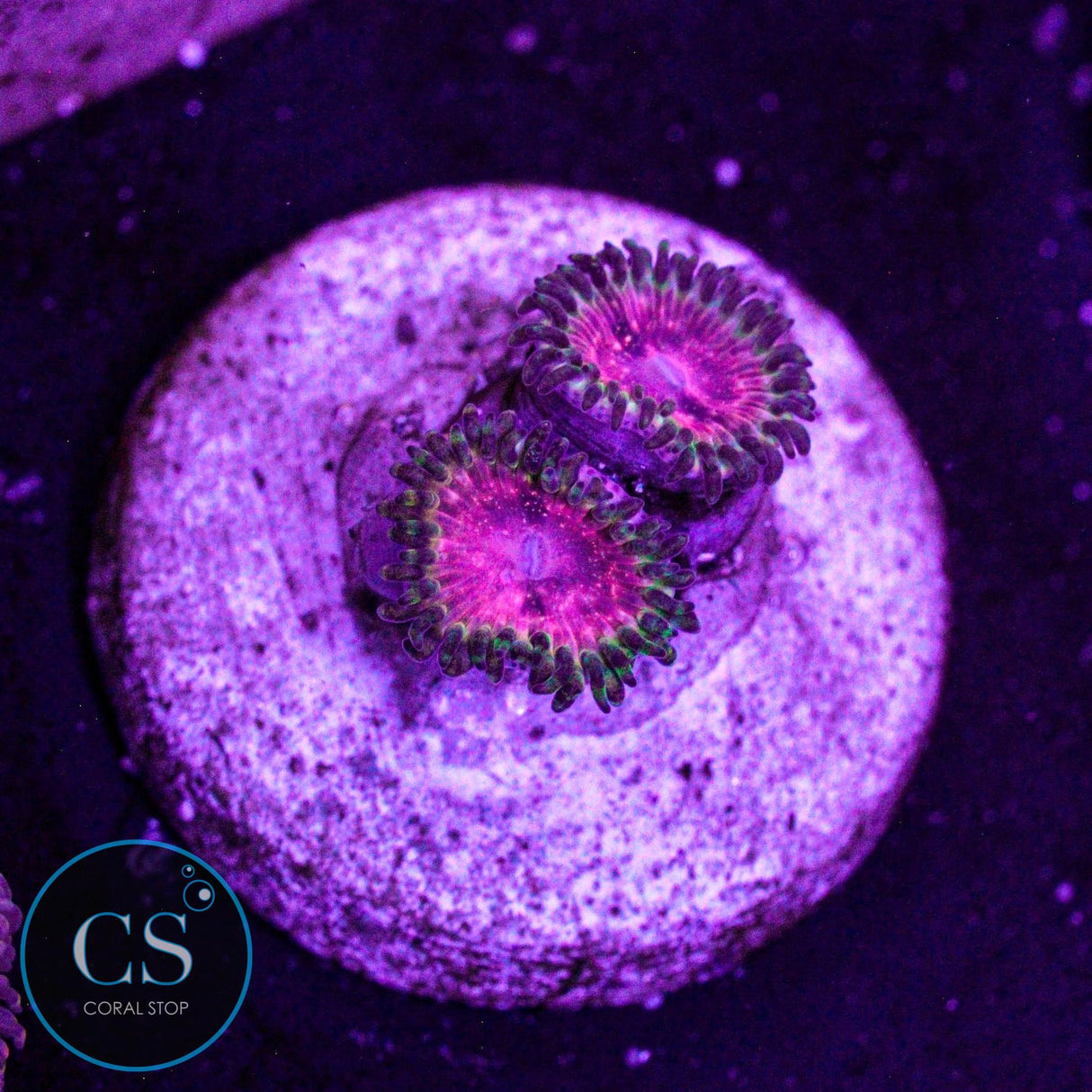Strawberry Wine Zoa