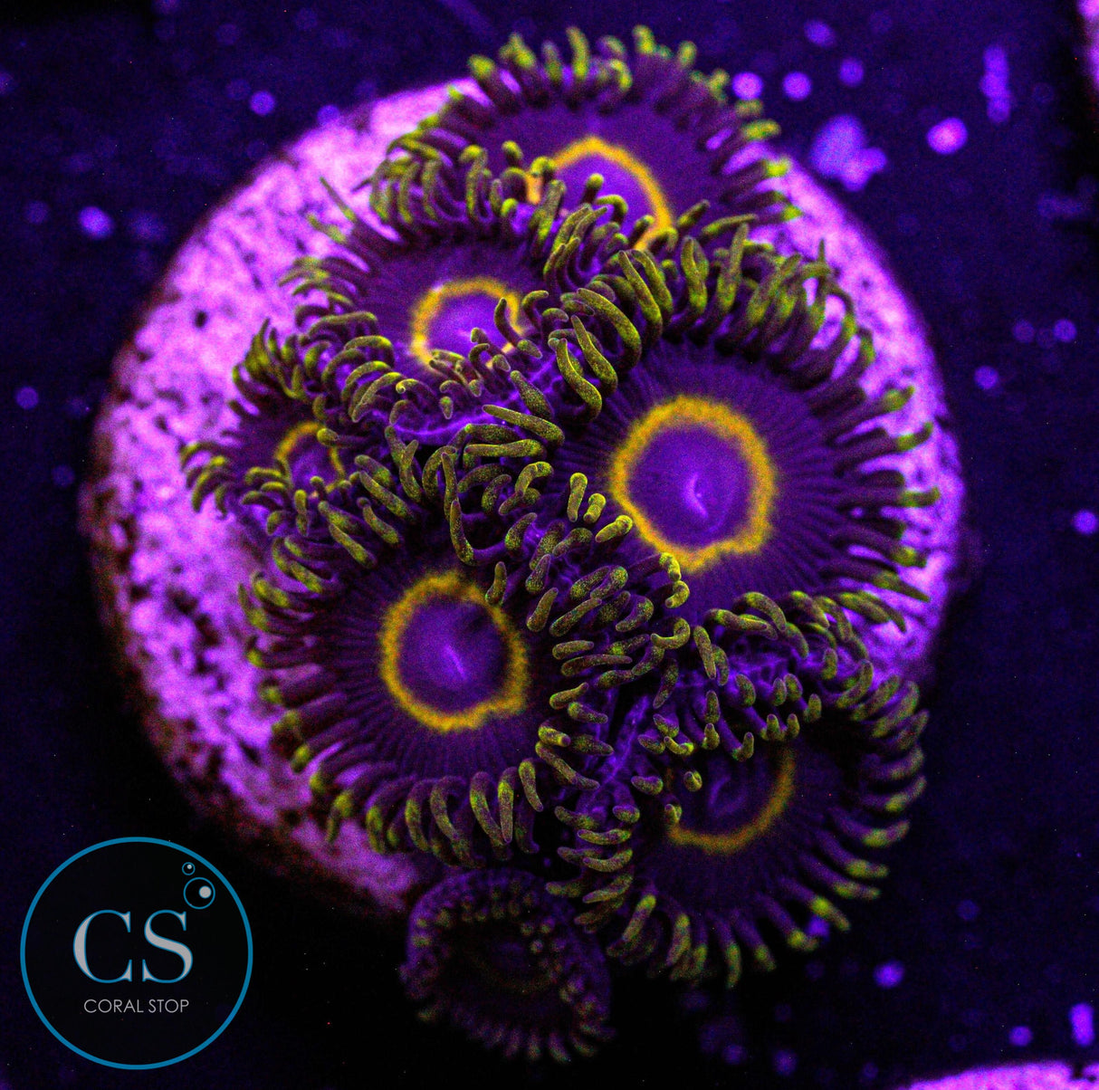 Purple Hornet Zoa