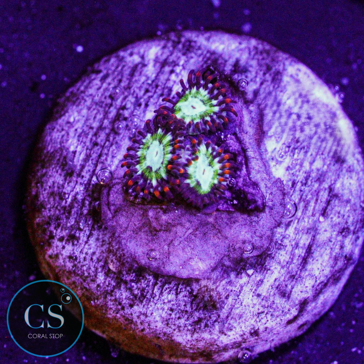 WWC Viridian Zoa