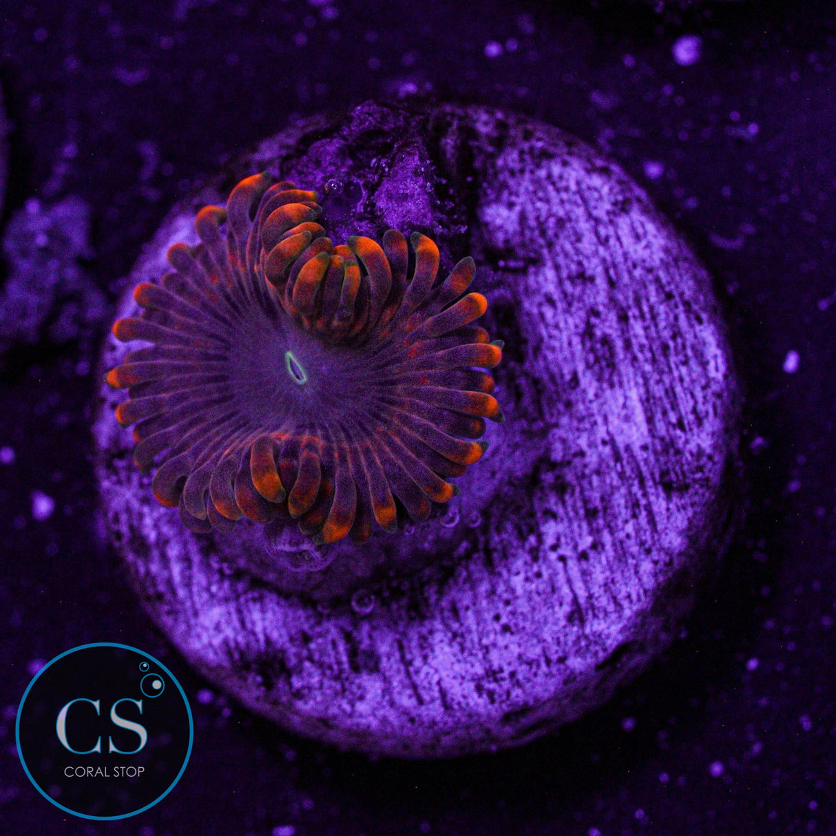 Fairy Fart Zoa